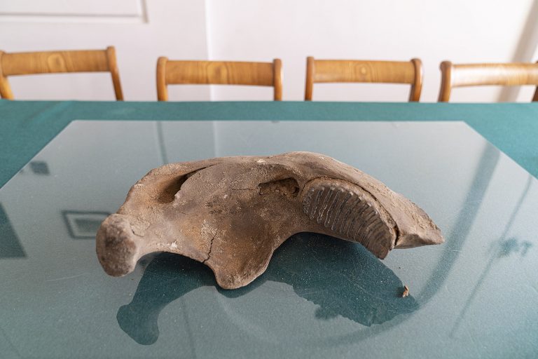 zdjęcie odkopanego fragmentu kości słonia leśniego