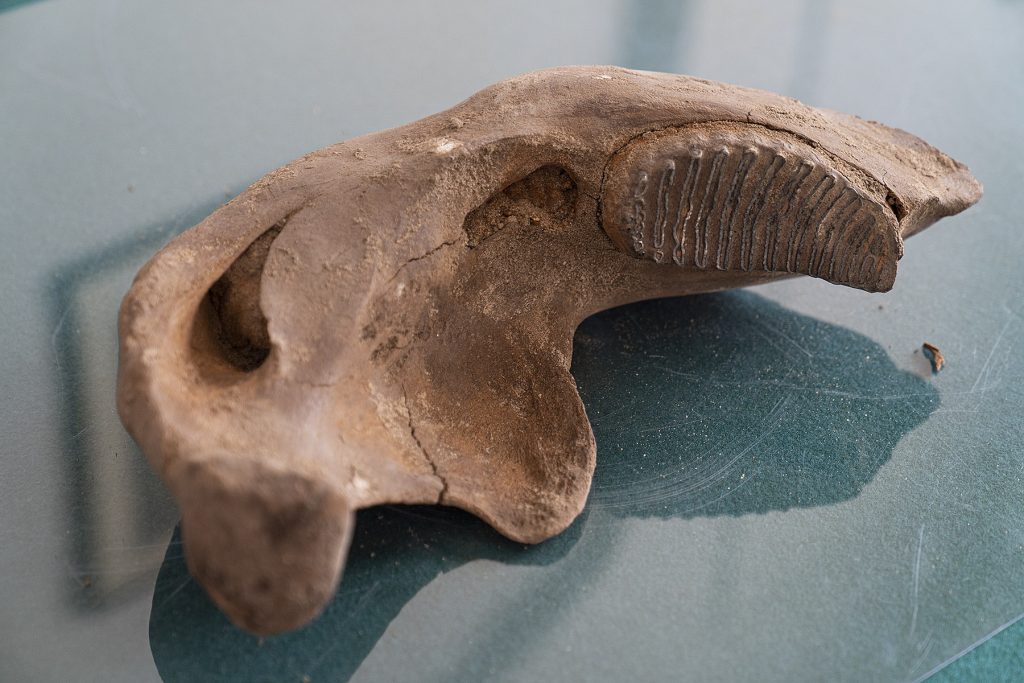 zdjęcie odkopanego fragmentu kości słonia leśniego