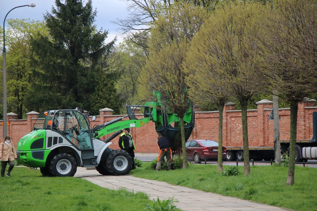 przesadzanie drzew w miejscu budowy nowej pętli autobusowej Ostroroga