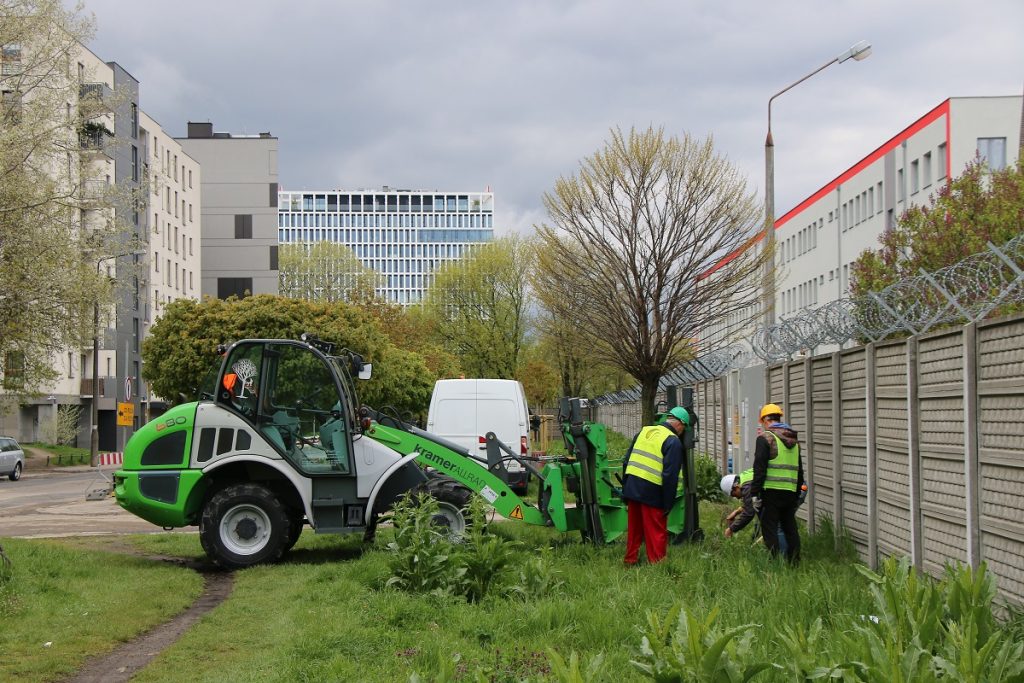 przesadzanie drzew w miejscu budowy nowej pętli autobusowej Ostroroga