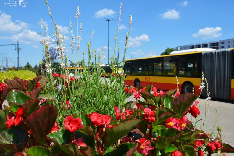 zdjęcie kwiatów na pętli autobusowo-tramwajowej Nowe Bemowo
