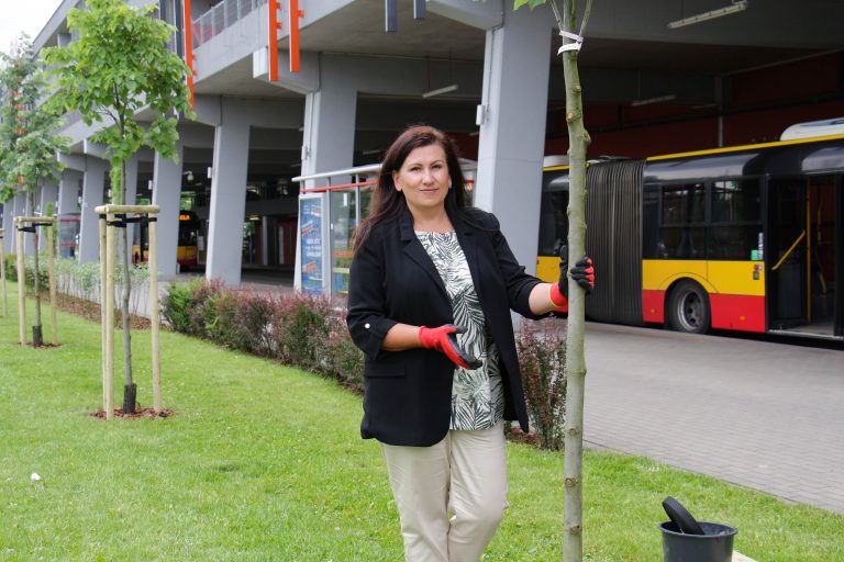 Dyrektor ZTM Katarzyna Strzegowska z zasadzonym drzewem. W tle autobus przegubowy WTP